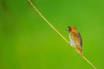 Scaly-breasted munia