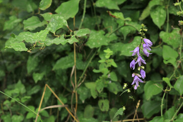 natural purple salvia miltiorrhiza photo