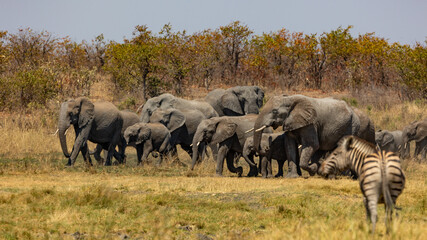 Fototapeta premium a large breeding herd of African elephants