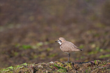 Kentish Plover (Charadrius alexandrinus) feeding by the sea on the beach