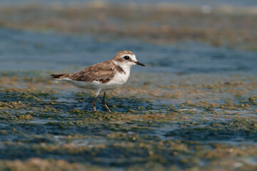 Kentish Plover (Charadrius alexandrinus) feeding by the sea