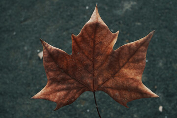 Hoja seca de otoño