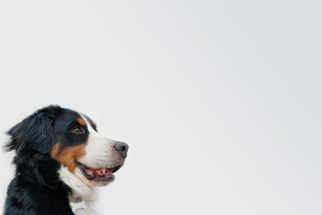 Boyero de Berna con fondo blanco para gráfica