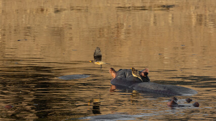 yellow-billed oxpeckers on a hippo