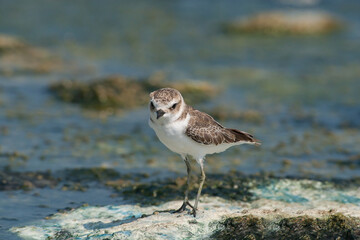 Kentish Plover (Charadrius alexandrinus) feeding by the sea