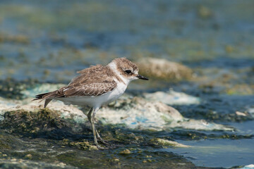 Kentish Plover (Charadrius alexandrinus) feeding by the sea