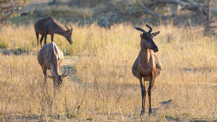 Tsessebe antelope in the wild