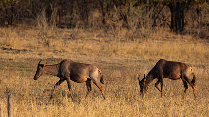 Naklejka na ściany i meble Tsessebe antelope in the wild