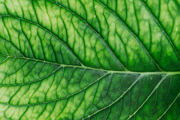 Close up sur les nervures d'une feuille de plante verte - Arrière plan naturel