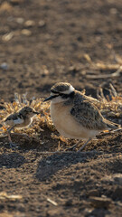 Kittlitz's plover adult and chick