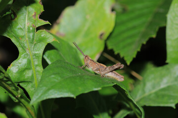 rufous grasshopper insect macro photo