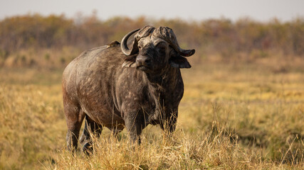 African buffalo bull in the wild