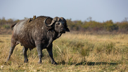 African buffalo bull in the wild