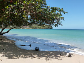 tropical beach with mangroves, caribbean