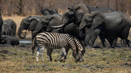 Zebras and elephants at the waterhole