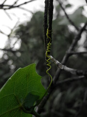 caterpillar on a branch