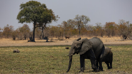 Elephant cow and calf at a waterhole