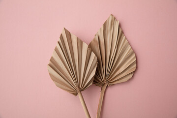 Dried tropical palm tree leaf minimal decoration on a pastel pink background