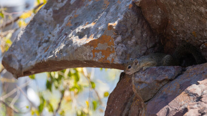 tree squirrel resting on boulders