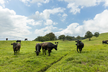 高原の牧場の雌牛の群れ