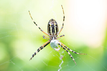 Yellow-black spider in her spiderweb - Argiope bruennichi..