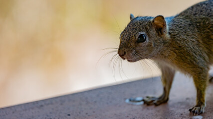 tree squirrel  very close up