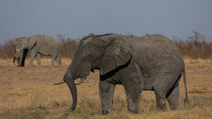 Fototapeta na wymiar A big African elephant bull