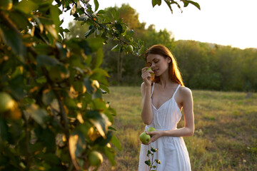 Naklejka premium woman picks apples from tree nature fresh air