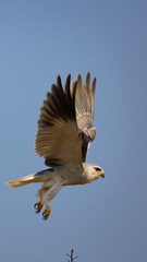 black-winged kite in flight