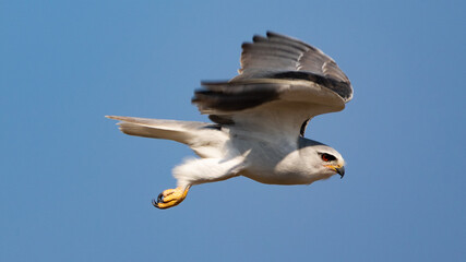 black-winged kite in flight