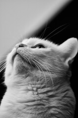 Chat