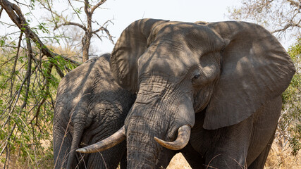 Big elephant bull resting in the shade