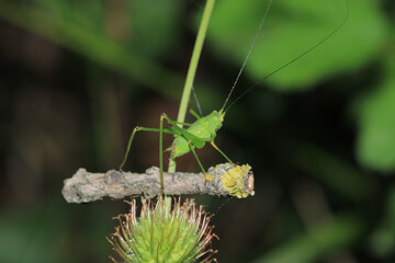 green grasshopper phaneroptera falcata photo