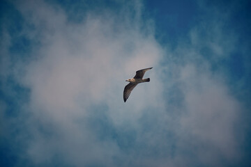 Oiseau