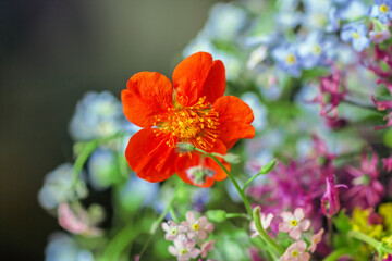 Real pretty orange summer mysterious flower