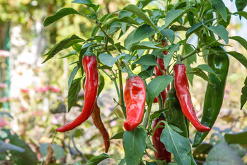 Chili peppers ripening on a bush in the garden.