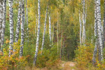 autumn in the forest