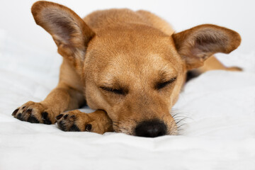 Gold colored mixed-breed dog with big ears and closed eyes sleeping comfortably in soft fluffy bed isolated on white background. Close-up on dog's face in front of the camera
