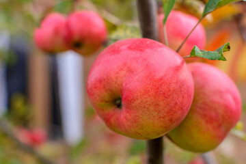 Apple trees in the garden with ripe red apples