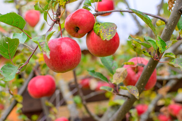 Apple trees in the garden with ripe red apples