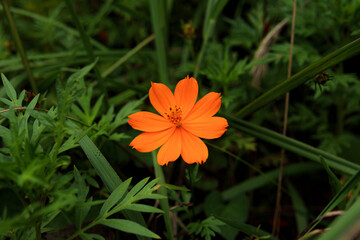 オレンジ色が鮮やかな、花壇に咲くキバナコスモス花