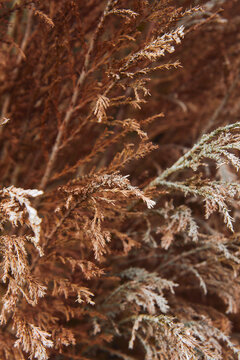 Texture Arbre
