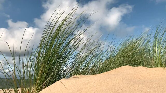 Summer at the beach with dune grass waving in the wind.