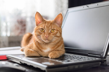 A beautiful red cat is lying on a laptop keyboard