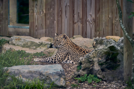 Guepard