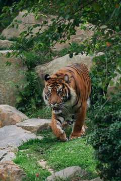 Tigre