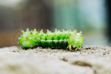 Close up sur une chenille verte en train de ramper sur un rocher