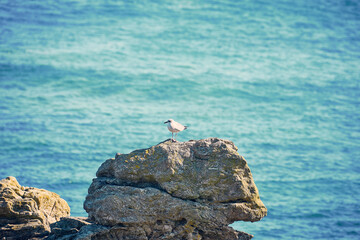 Mouette