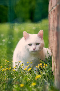 Chat 