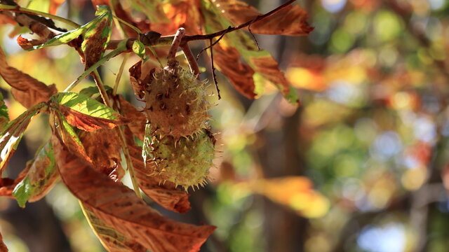 castagne sull'albero, autunno nel parco